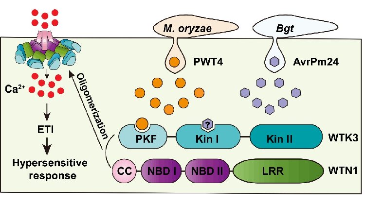 Researchers Discover New Immune Mechanism in Wheat Involving Tandem Kinase