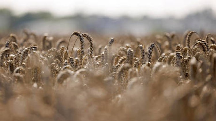 EU plans cutback on agricultural imports from Ukraine - AFP