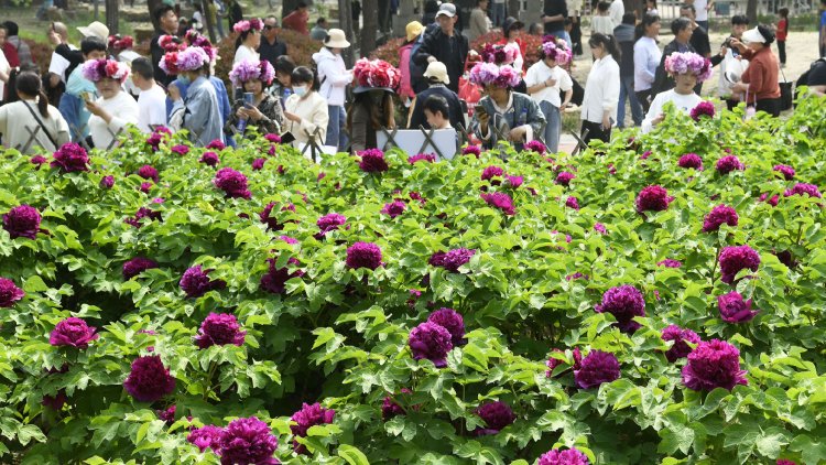 Peony industry in Heze accelerates development, enhances cultural exchanges