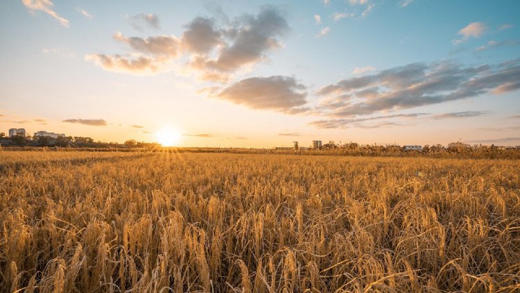 "Intelligent tech aids agriculturalists in enhancing productivity and earnings"