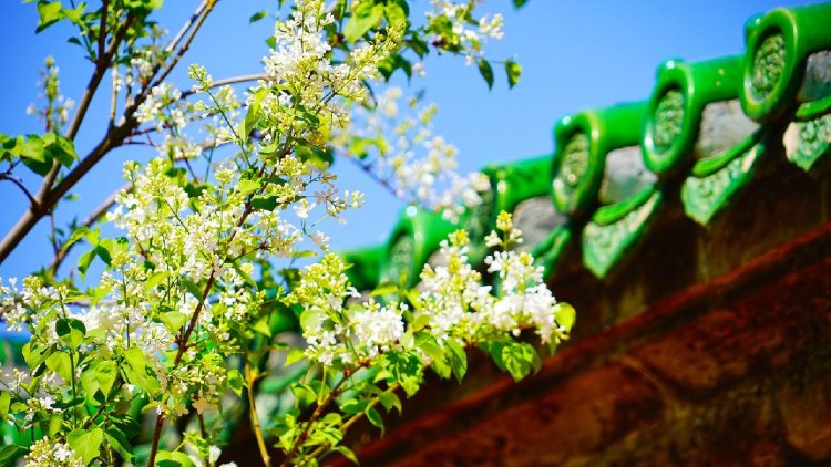 China's Tomb-sweeping Day Merges Technology and Eco-Friendly Tributes