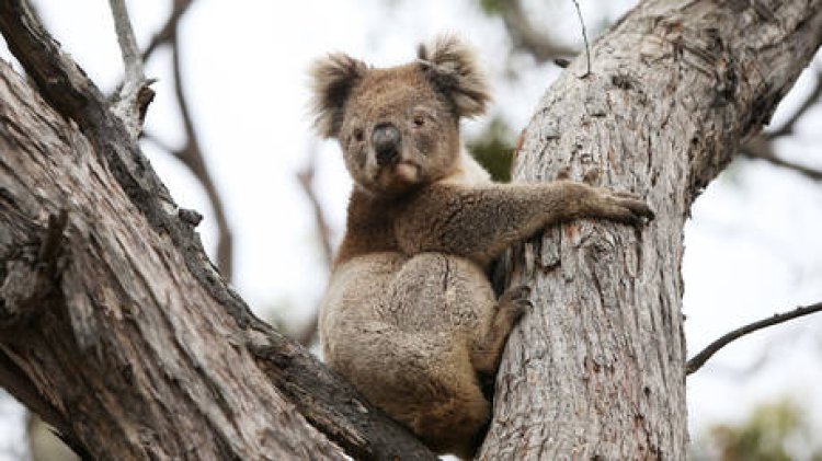700 Koalas Exterminated in Aerial Shooting Operation by Helicopter
