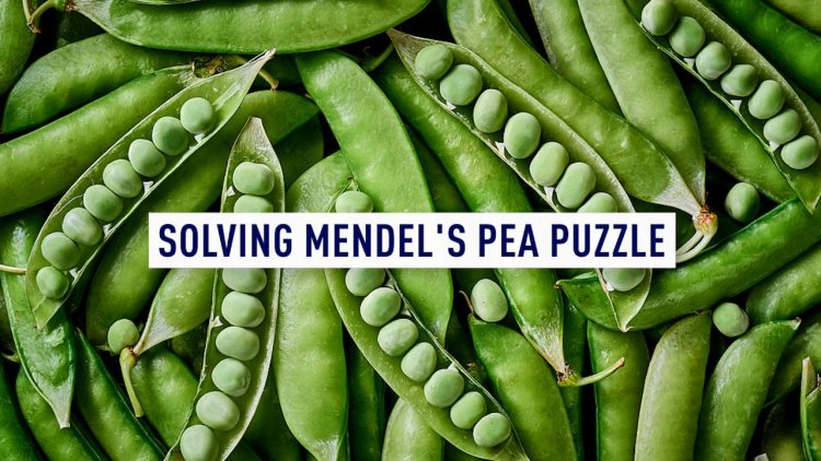 UK-China partnership unlocks the secret of Mendel's renowned peas