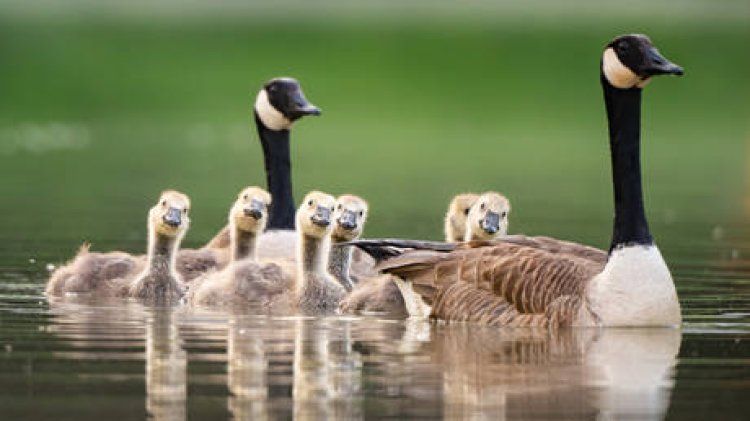 Canadian armed forces issue 'goose alert'