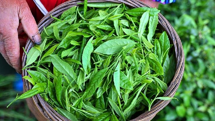 Researchers Discover Key to Maintaining Freshness in Late-Spring Tea
